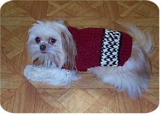 Unique Crochet Sweater Pattern - “Doggie Coats” By Canine Kids