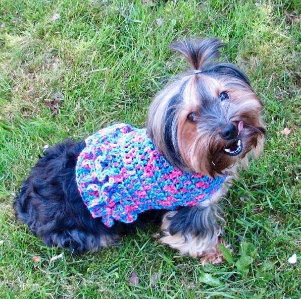 Ruffled Small Dog Sweater