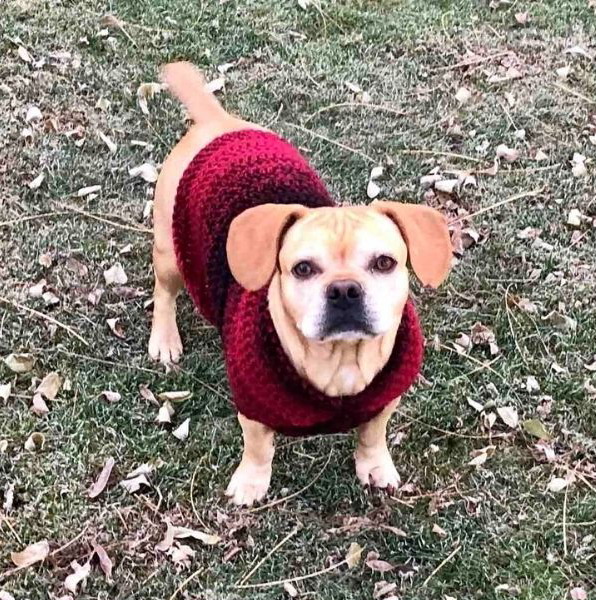 Easy Dog Sweater Medium