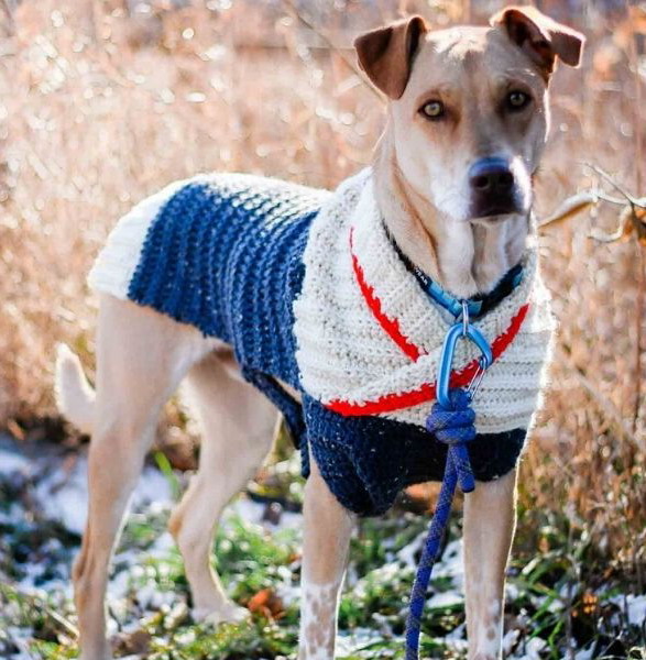 Ready to Roam Dog Sweater