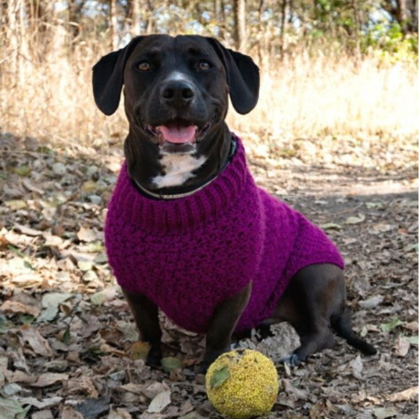 Stellar Dog Sweater