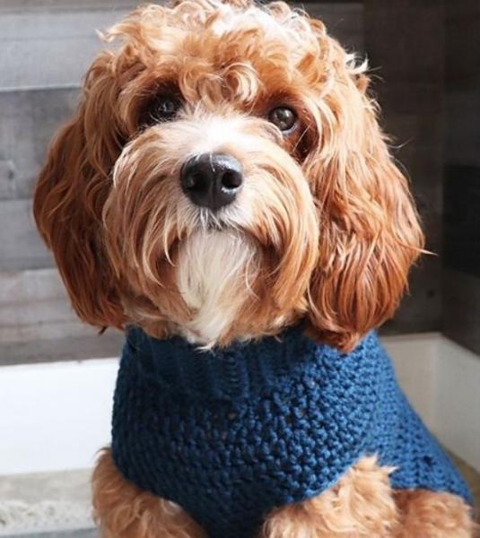 Cable Pullover Dog Sweater