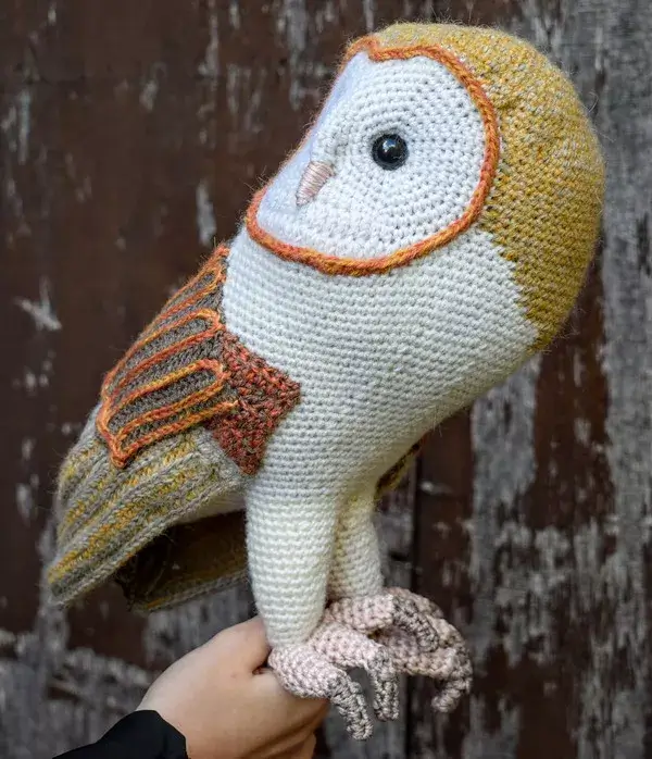 Barn owl CAL | Kerkuil CAL