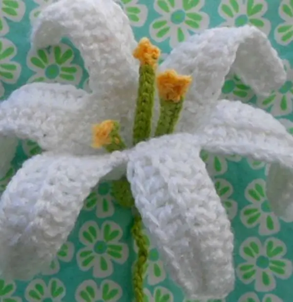 Easter Lily (November Lily)