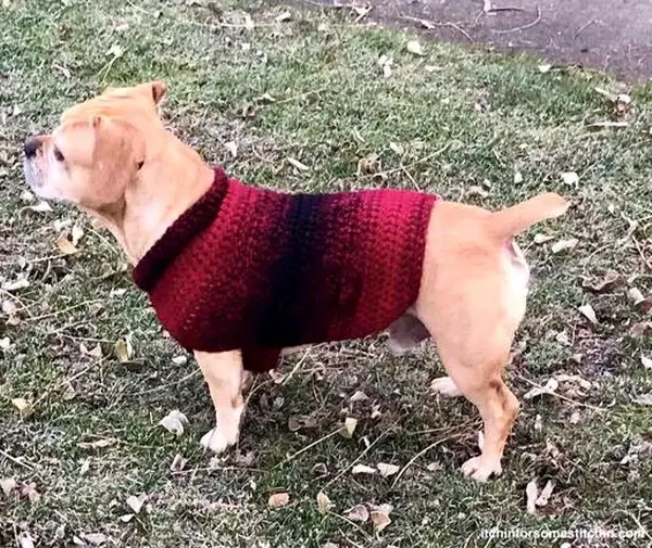 Quick And Easy Medium-size Dog Sweater