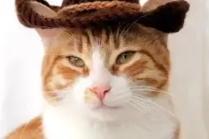 Cowboy Hat For Cats Crochet Pattern