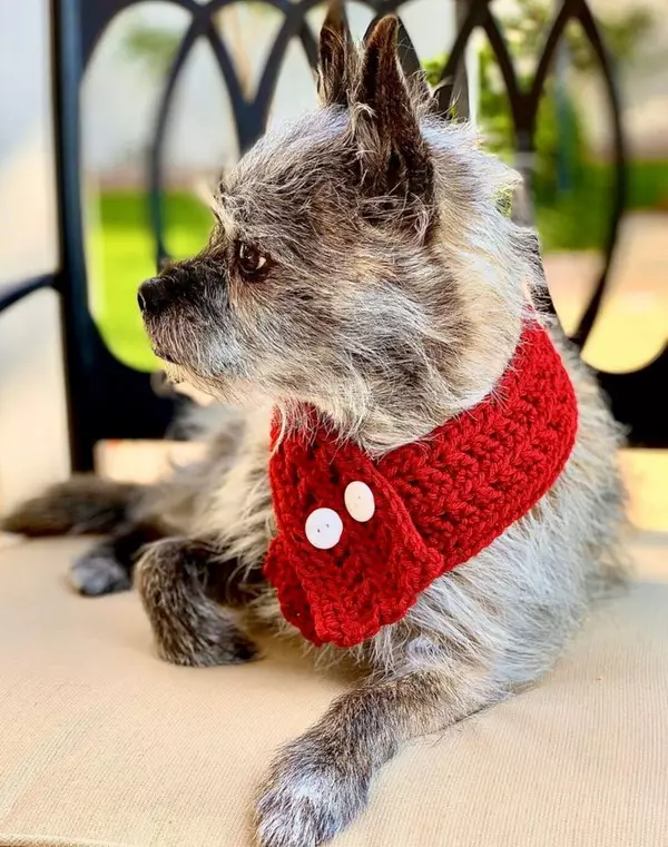 Crochet Dog Scarf Accessory Pattern