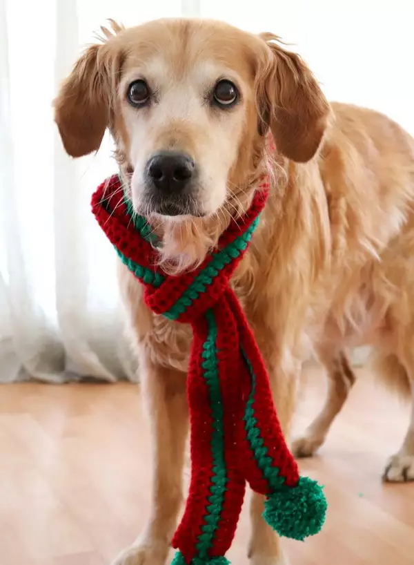Crochet Dog Scarf Pattern
