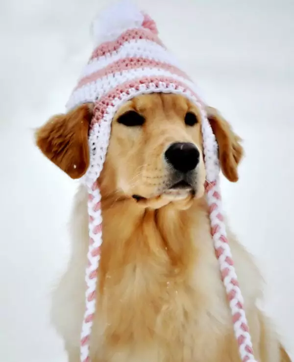 Crochet Doggie Hat Pattern