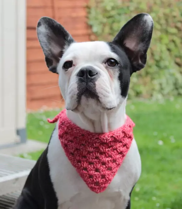 Crochet Roxy's Dog Bandana Pattern
