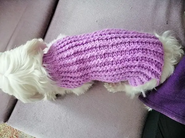 Lilly Winter Puppy Sweater