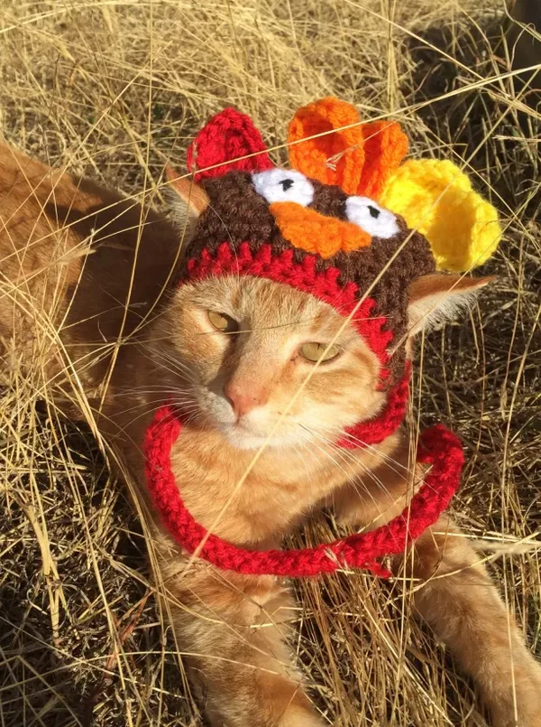 Cat – Dog Turkey Hat