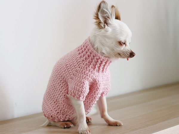 Toy Chihuahua Sweater