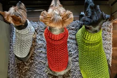 Dandy Dog Sweater Crochet Pattern By Heart Hook Home