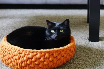 Big Little Pet Bed