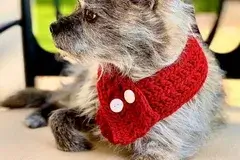 Crochet Dog Scarf Accessory Pattern