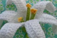 Easter Lily (November Lily)