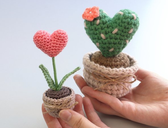 Heart cactus in a flower pot - 2 variants