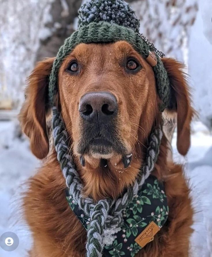 Large Crochet Dog Hat PATTERN: Prickly Paw Hat