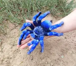 Crocheted Tarantula Amigurumi Spider